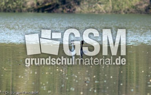 Haubentaucher (21 von 22).jpg